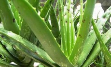 Bí quyết trị tóc rụng với lô hội